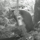 Illustration for article titled Researchers Discover New Miniature Mammals in New Guinea